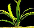 /album/plantas-aquaticas/aponogeton-rigidifolius-jpg/